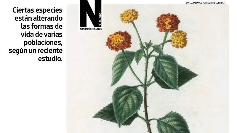 plantas invasoras SITIO2